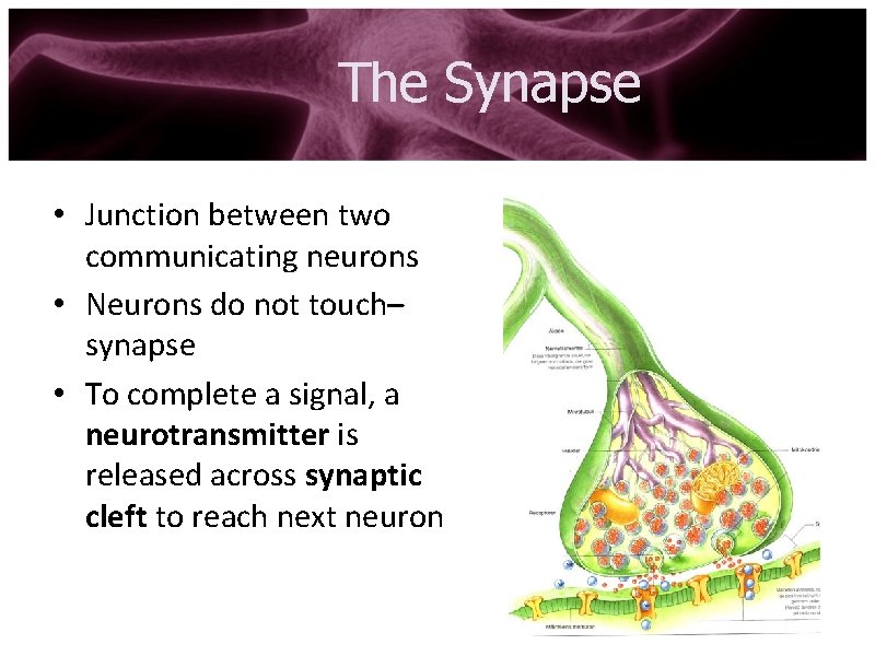 The Synapse • Junction between two communicating neurons • Neurons do not touch– synapse