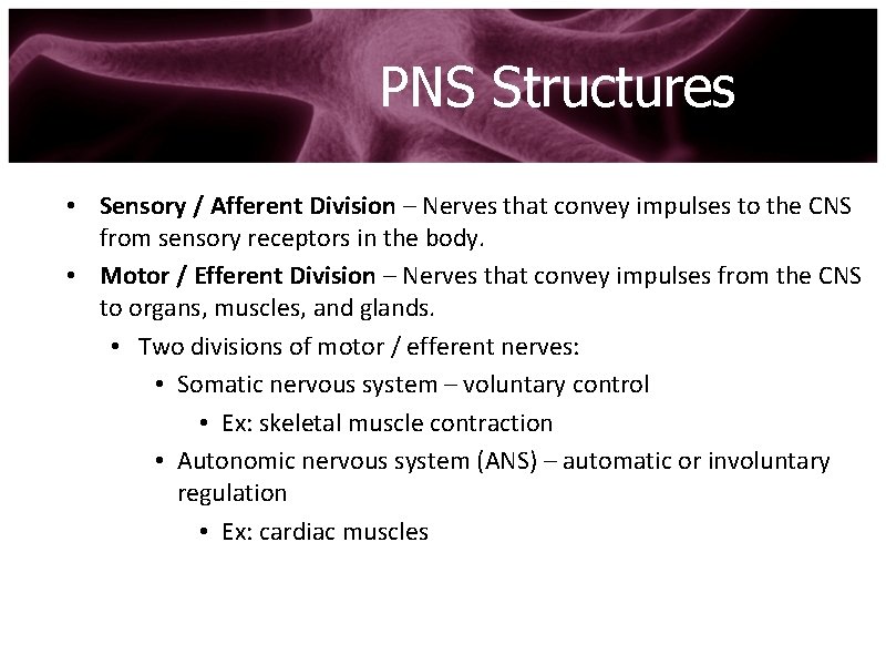 PNS Structures • Sensory / Afferent Division – Nerves that convey impulses to the