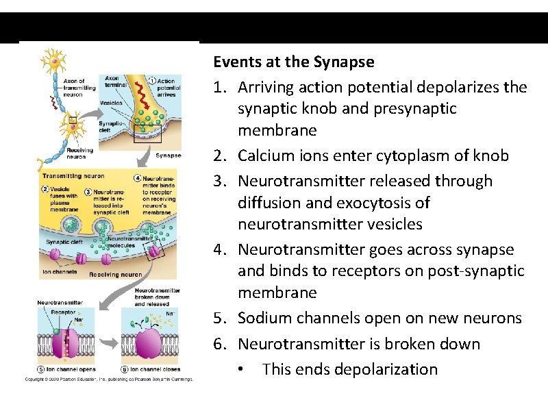 Events at the Synapse 1. Arriving action potential depolarizes the synaptic knob and presynaptic