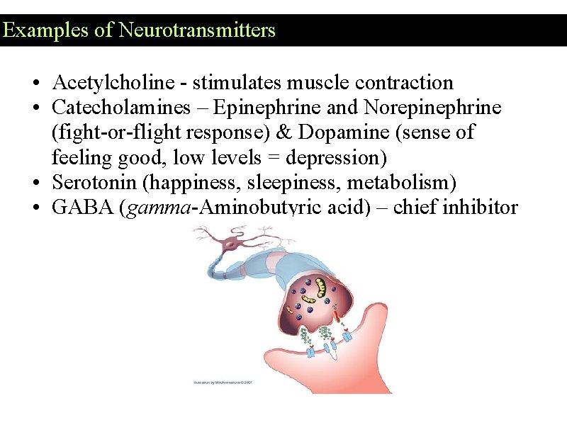 Examples of Neurotransmitters • Acetylcholine - stimulates muscle contraction • Catecholamines – Epinephrine and