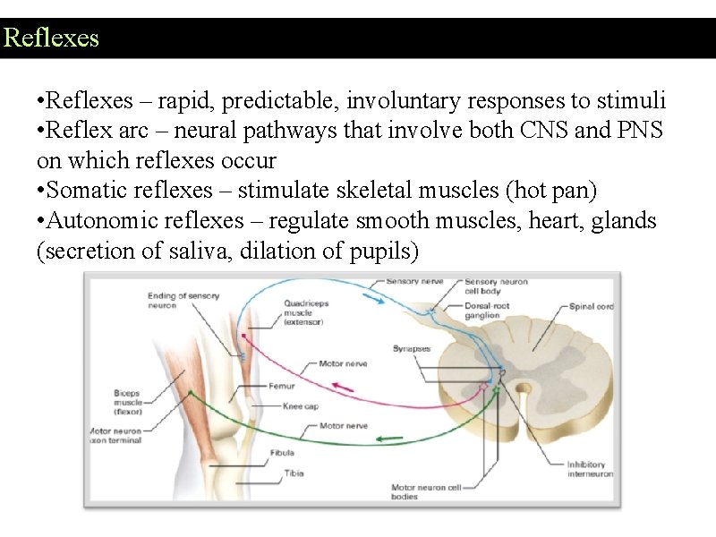 Reflexes • Reflexes – rapid, predictable, involuntary responses to stimuli • Reflex arc –