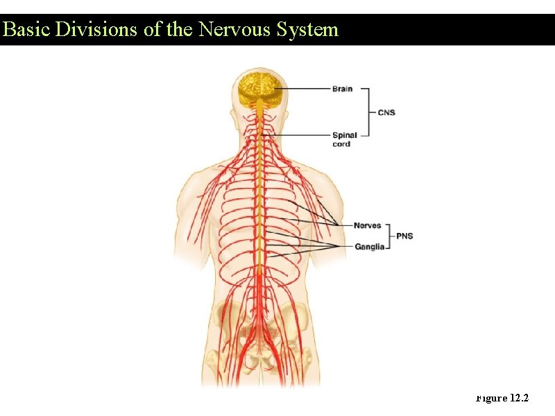 Basic Divisions of the Nervous System Figure 12. 2 