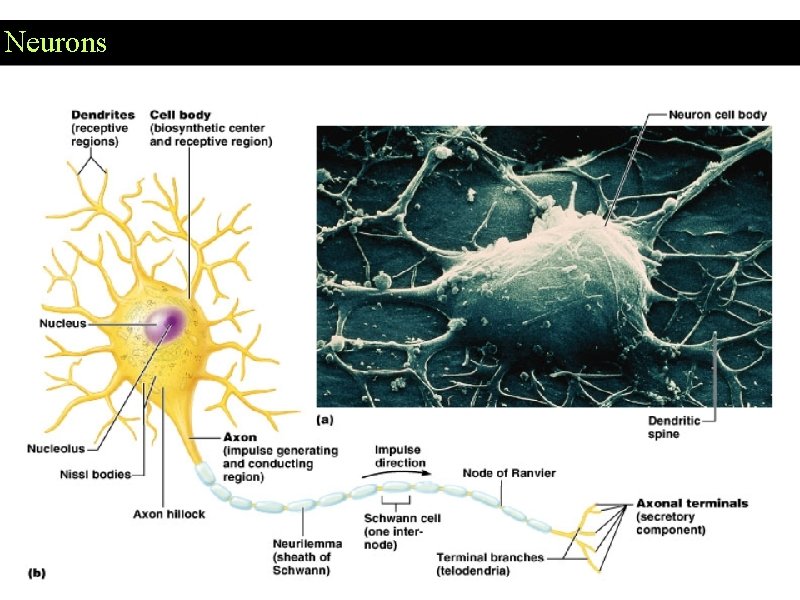 Neurons 