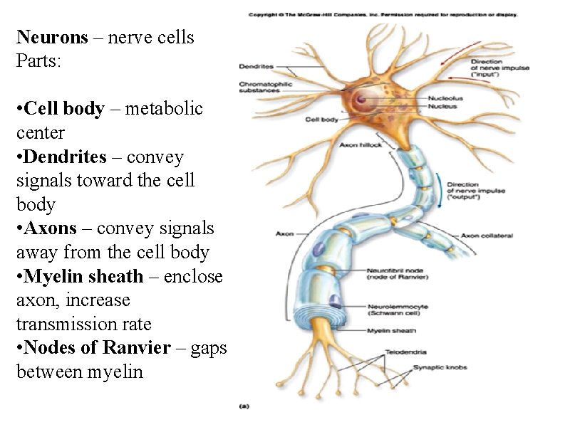 Neurons – nerve cells Parts: • Cell body – metabolic center • Dendrites –