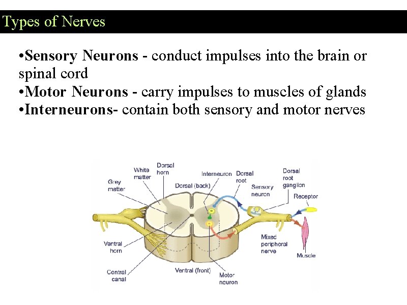 Types of Nerves • Sensory Neurons - conduct impulses into the brain or spinal