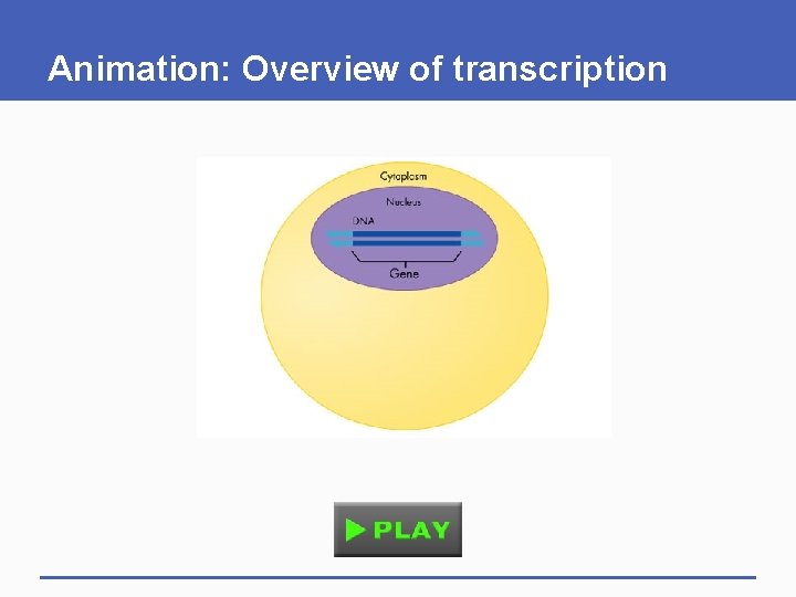 Animation: Overview of transcription 