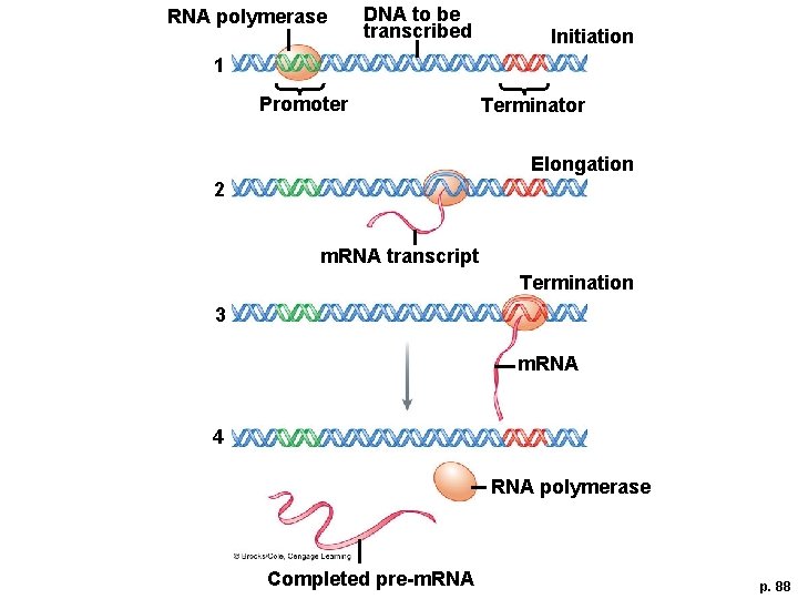 RNA polymerase DNA to be transcribed Initiation 1 Promoter Terminator Elongation 2 m. RNA