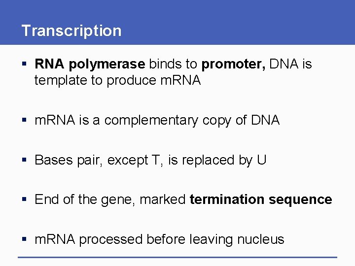Transcription § RNA polymerase binds to promoter, DNA is template to produce m. RNA