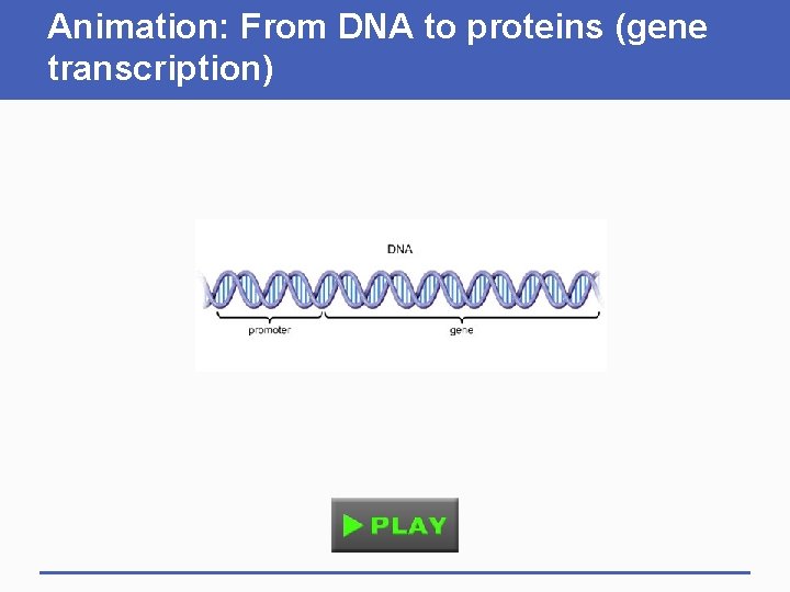 Animation: From DNA to proteins (gene transcription) 