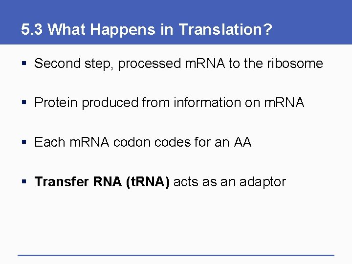 5. 3 What Happens in Translation? § Second step, processed m. RNA to the