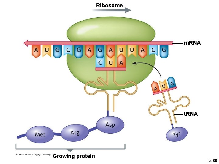 Ribosome m. RNA t. RNA Growing protein p. 88 