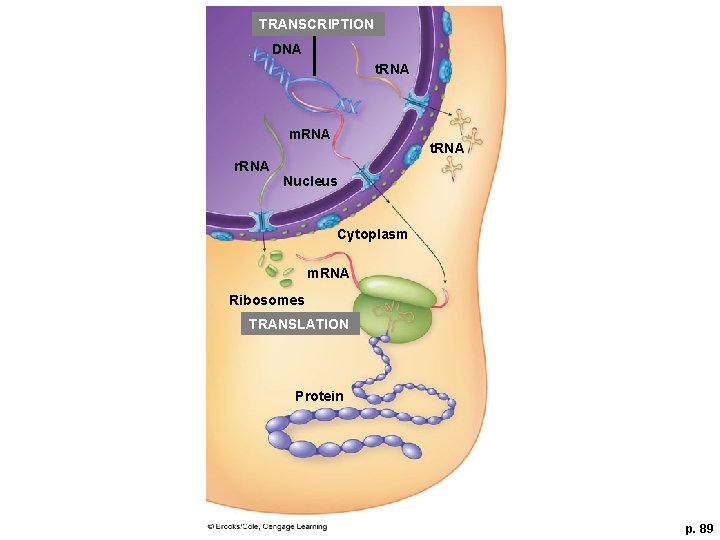 TRANSCRIPTION DNA t. RNA m. RNA r. RNA t. RNA Nucleus Cytoplasm m. RNA