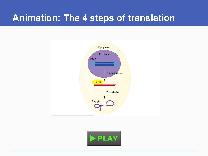 Animation: The 4 steps of translation 