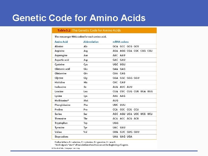 Genetic Code for Amino Acids 