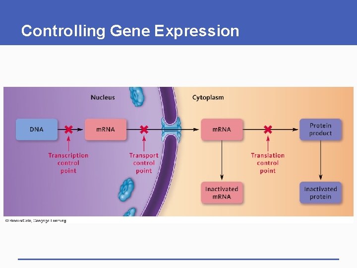 Controlling Gene Expression 