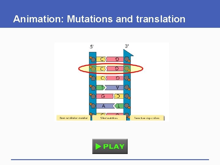 Animation: Mutations and translation 