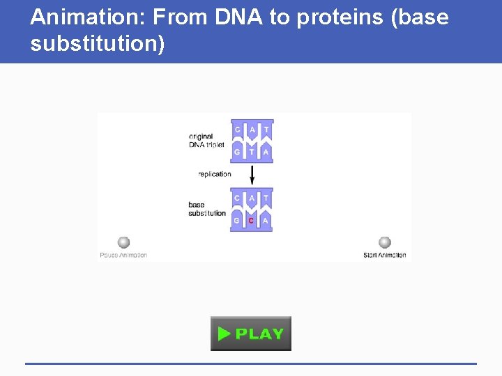 Animation: From DNA to proteins (base substitution) 