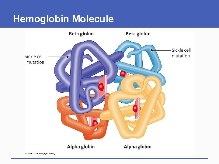 Hemoglobin Molecule 