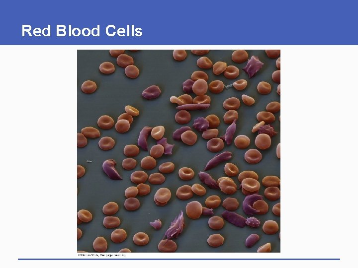 Red Blood Cells 