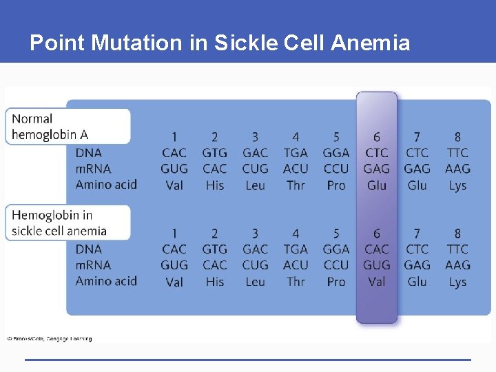 Point Mutation in Sickle Cell Anemia 