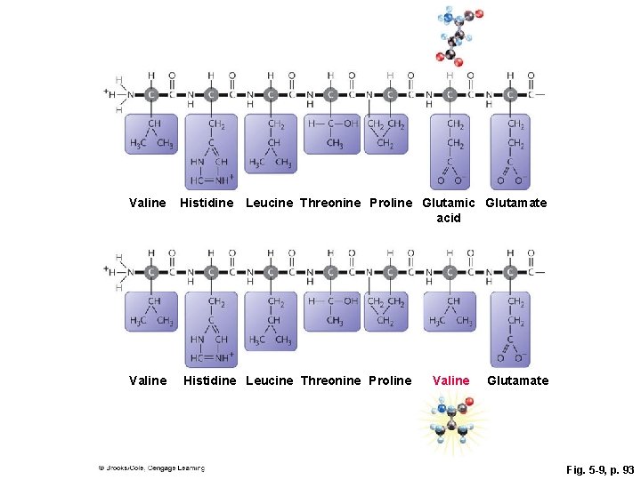 Valine Histidine Leucine Threonine Proline Glutamic Glutamate acid Valine Histidine Leucine Threonine Proline Valine