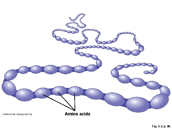 Amino acids Fig. 5 -3, p. 86 