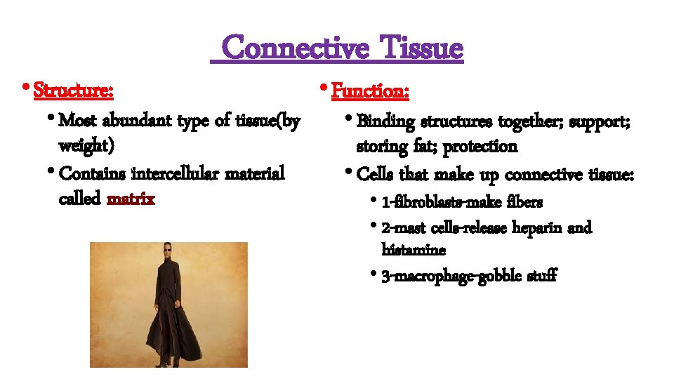  • Structure: Connective Tissue • Most abundant type of tissue(by weight) • Contains