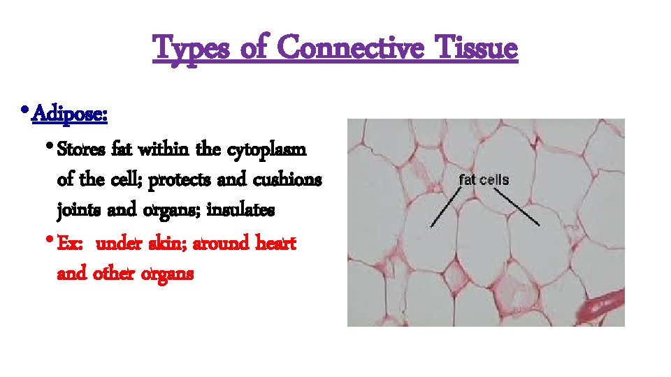 Types of Connective Tissue • Adipose: • Stores fat within the cytoplasm of the