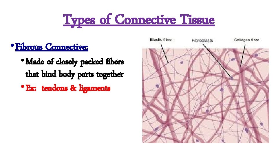 Types of Connective Tissue • Fibrous Connective: • Made of closely packed fibers that
