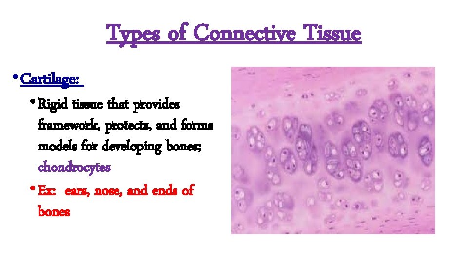 Types of Connective Tissue • Cartilage: • Rigid tissue that provides framework, protects, and