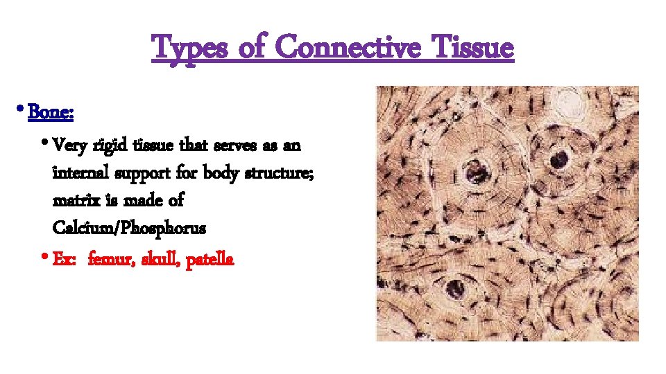 Types of Connective Tissue • Bone: • Very rigid tissue that serves as an