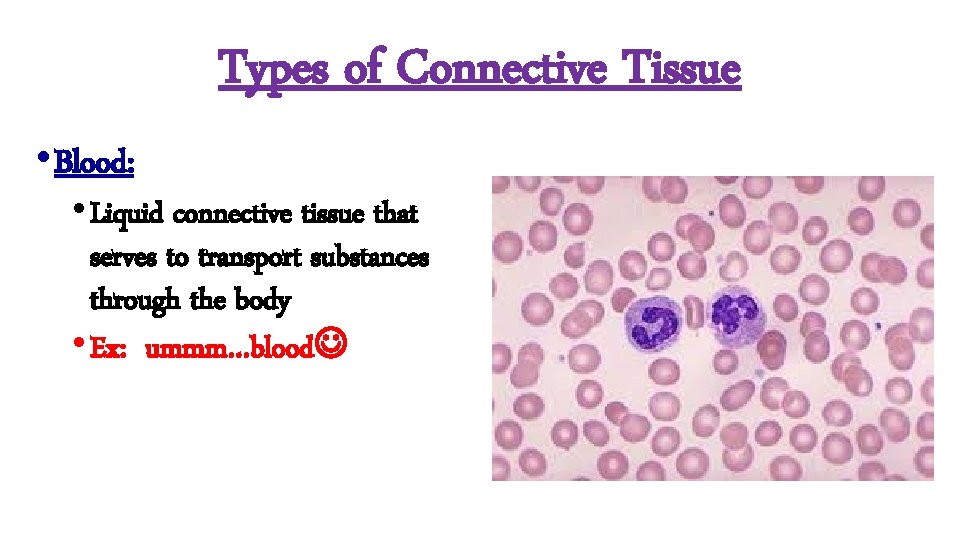 Types of Connective Tissue • Blood: • Liquid connective tissue that serves to transport