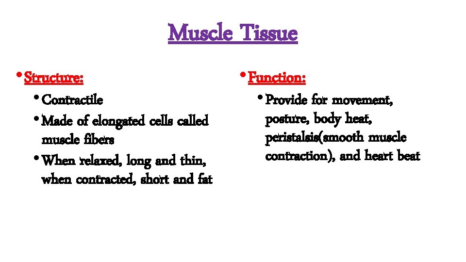 Muscle Tissue • Structure: • Contractile • Made of elongated cells called muscle fibers