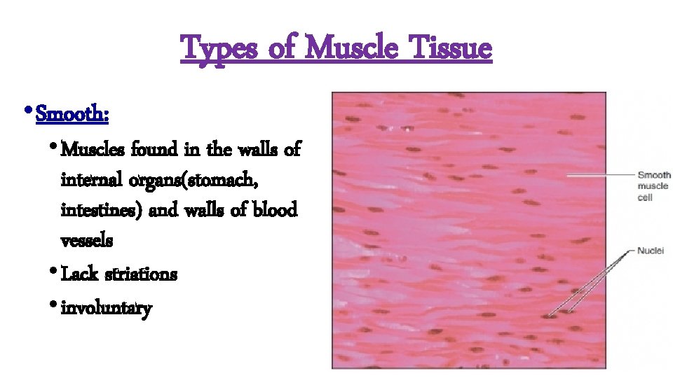 Types of Muscle Tissue • Smooth: • Muscles found in the walls of internal