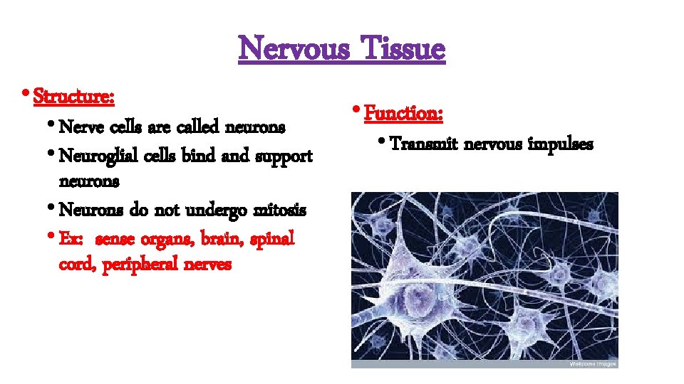  • Structure: Nervous Tissue • Nerve cells are called neurons • Neuroglial cells