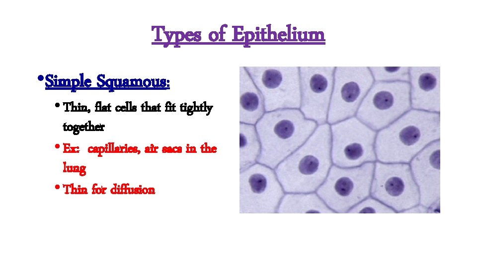 Types of Epithelium • Simple Squamous: • Thin, flat cells that fit tightly together