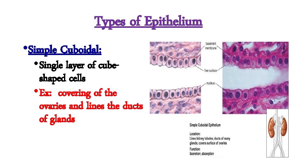 Types of Epithelium • Simple Cuboidal: • Single layer of cubeshaped cells • Ex: