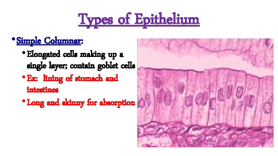 Types of Epithelium • Simple Columnar: • Elongated cells making up a single layer;