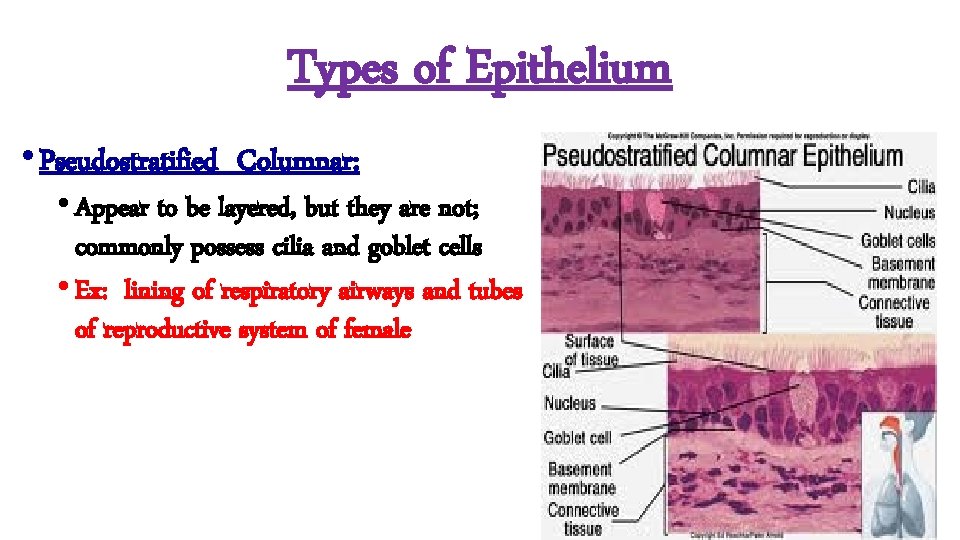 Types of Epithelium • Pseudostratified Columnar: • Appear to be layered, but they are