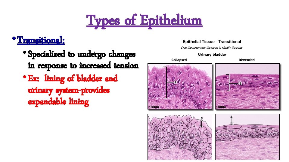  • Transitional: Types of Epithelium • Specialized to undergo changes in response to