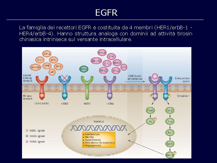 EGFR La famiglia dei recettori EGFR è costituita da 4 membri (HER 1/erb. B-1