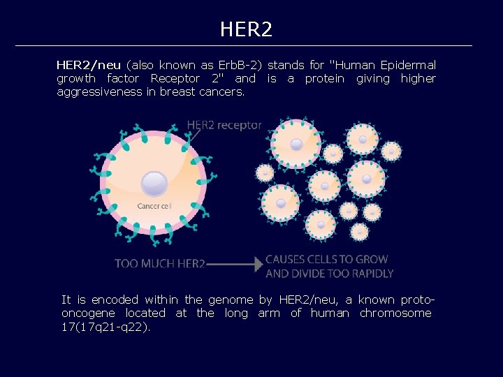 HER 2/neu (also known as Erb. B-2) stands for "Human Epidermal growth factor Receptor