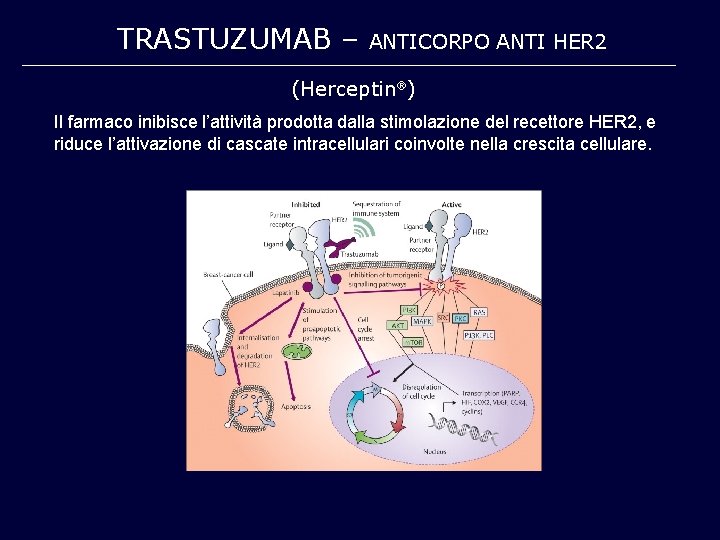 TRASTUZUMAB – ANTICORPO ANTI HER 2 (Herceptin ) Il farmaco inibisce l’attività prodotta dalla