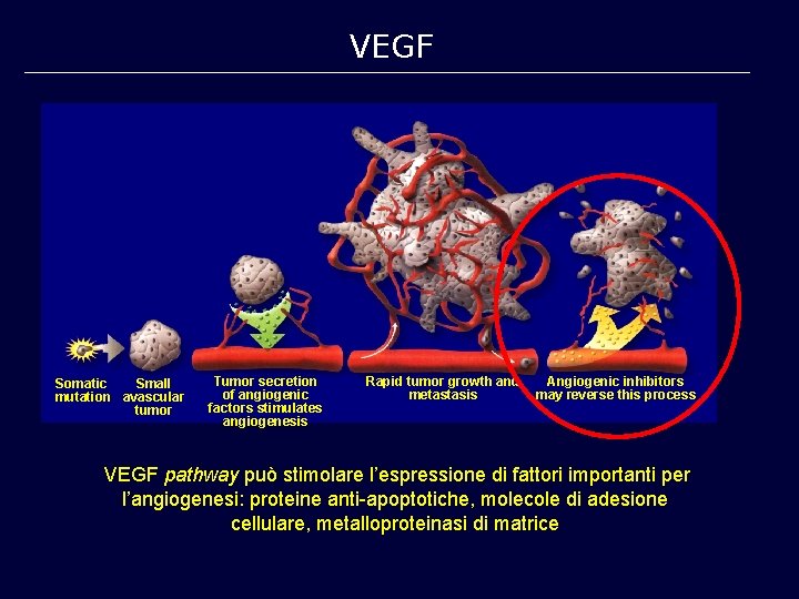 VEGF Somatic Small mutation avascular tumor Tumor secretion of angiogenic factors stimulates angiogenesis Rapid