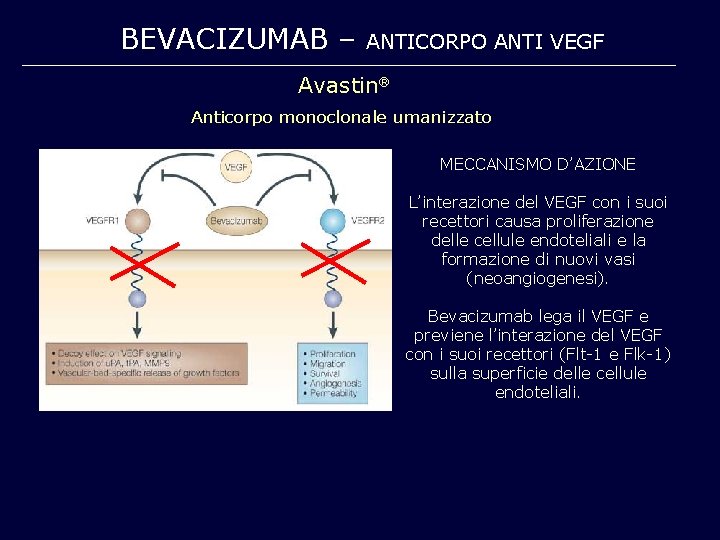 BEVACIZUMAB – ANTICORPO ANTI VEGF Avastin Anticorpo monoclonale umanizzato MECCANISMO D’AZIONE L’interazione del VEGF