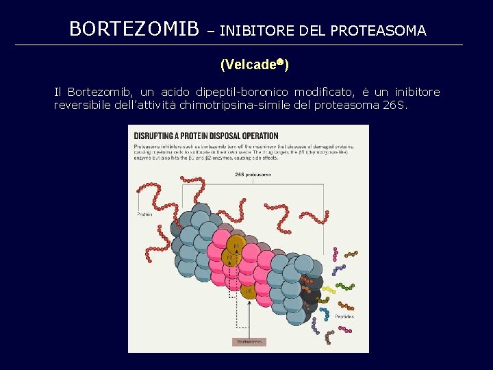 BORTEZOMIB – INIBITORE DEL PROTEASOMA (Velcade ) Il Bortezomib, un acido dipeptil-boronico modificato, è