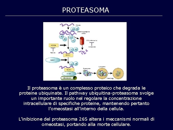 PROTEASOMA Il proteasoma è un complesso proteico che degrada le proteine ubiquinate. Il pathway