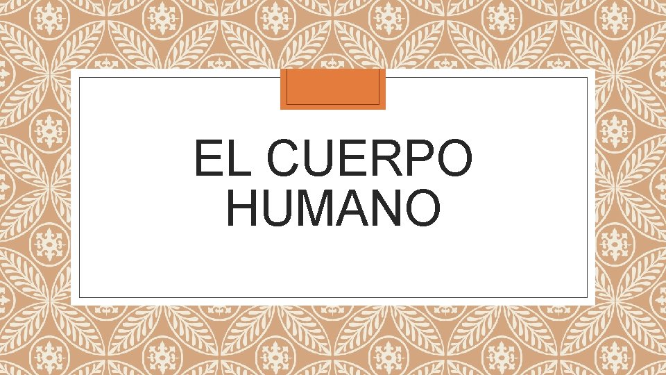 EL CUERPO HUMANO 