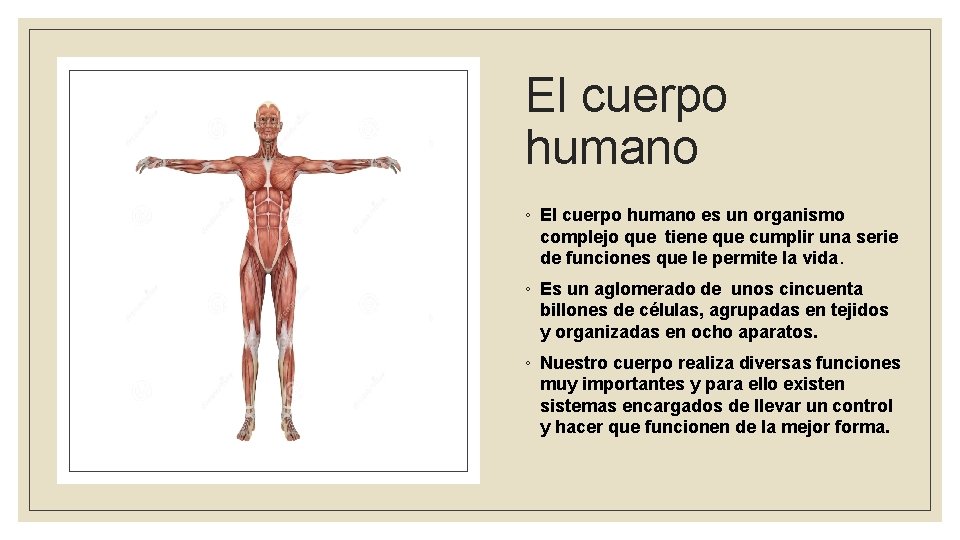 El cuerpo humano ◦ El cuerpo humano es un organismo complejo que tiene que