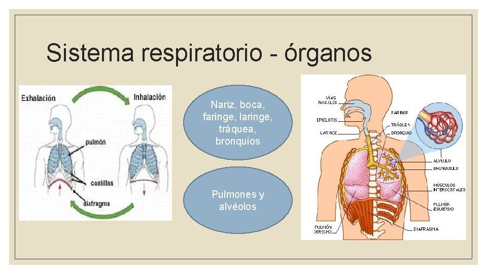 Sistema respiratorio - órganos Nariz, boca, faringe, laringe, tráquea, bronquios Pulmones y alvéolos 